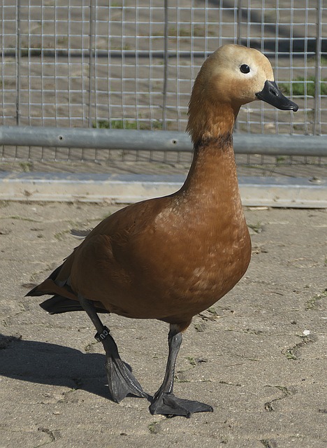 宋凯